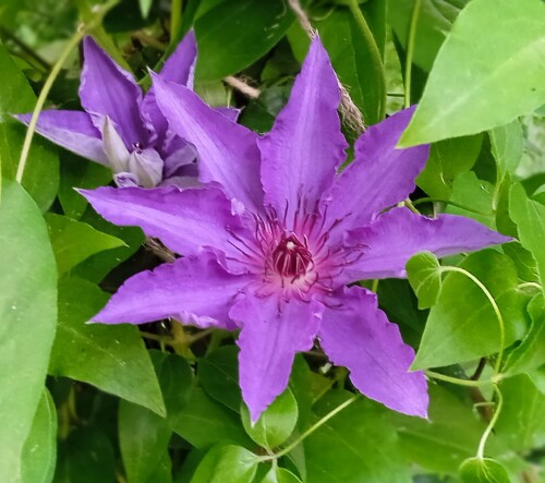 lilac-Clem-11-6-29c917d5df112372d.jpg