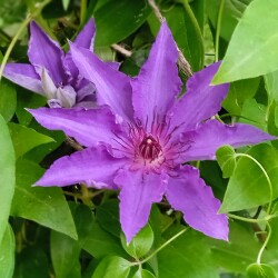 lilac-Clem-11-6-29c917d5df112372d