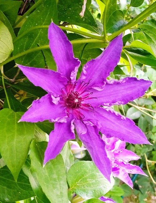 lilac-Clem-11-6bd2c10f8c52e9815.jpg