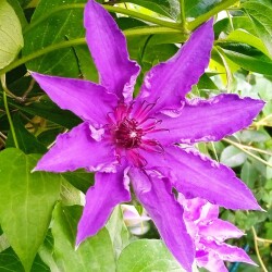 lilac-Clem-11-6bd2c10f8c52e9815