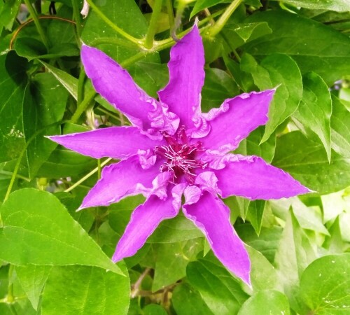 lilac-seedling-11-jun42e79dae5be50248.jpg