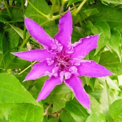lilac-seedling-11-jun42e79dae5be50248