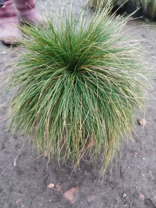 2c110c178ff55e8f3.webp