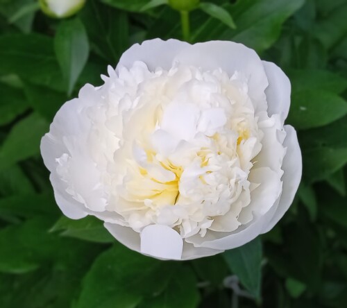 Duchesse-12-jun3c8887f8ca4d56d9.jpg