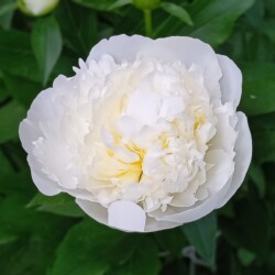 Duchesse-12-jun3c8887f8ca4d56d9