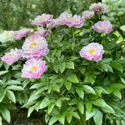 IMG_2081ecd7bd8b21a12140