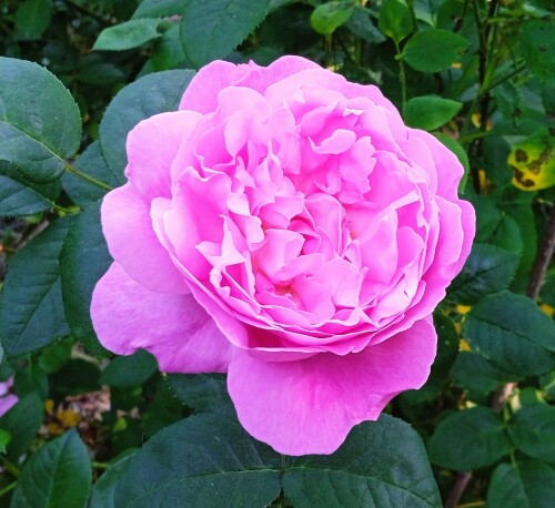 Mary-Rose-12-jun5a3f4d851a273173.jpg