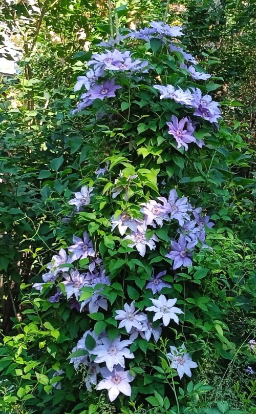 blue-seedling-12-junf77b165a42ccacc0.jpg