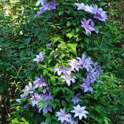 blue-seedling-12-junf77b165a42ccacc0
