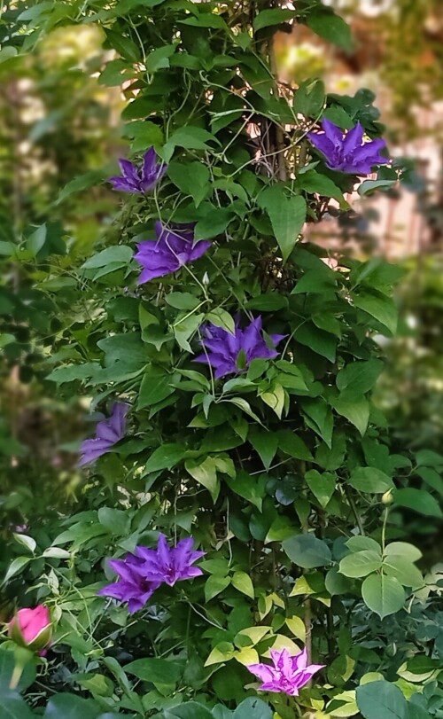 lilac-seedling-12-jun4f5e96881f032a98.jpg
