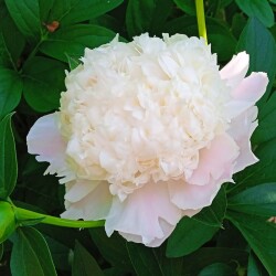 sweet-12-j98dc273e2204f0fc