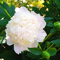 sweet-2-jun8bd476d70b62490c