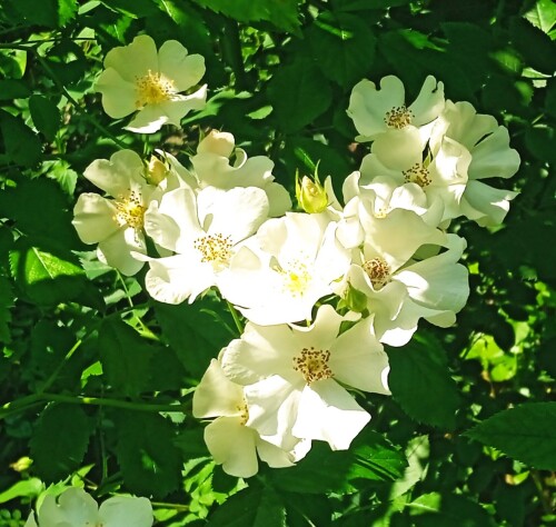 2-white-S-minif71753c5cd0aeaf8.jpg