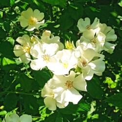 2-white-S-minif71753c5cd0aeaf8