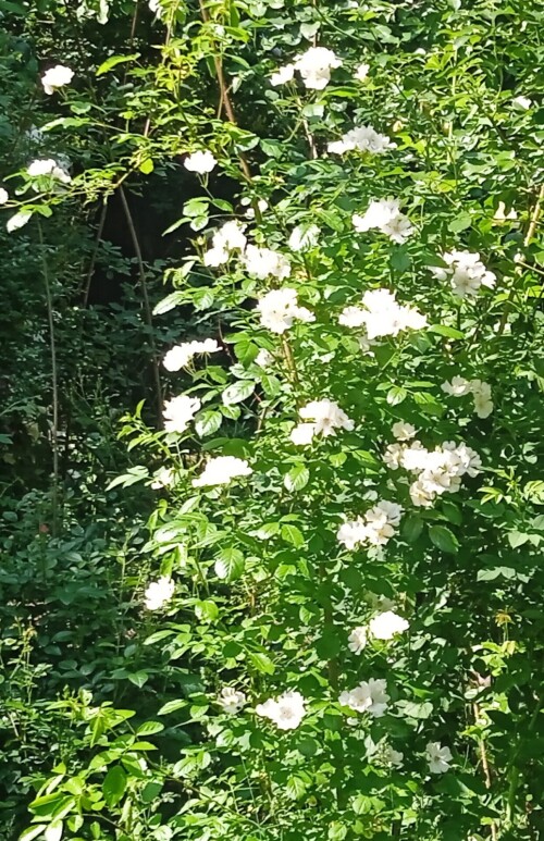 3-white-S-minic03b63d9af83f306.jpg