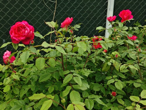 7700c6243577f858977.jpg