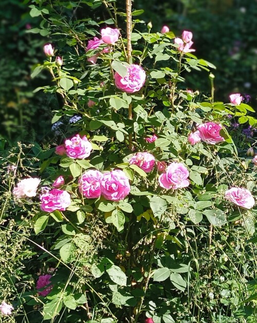 Jekyll-13-jun8e27b9e533036d68.jpg