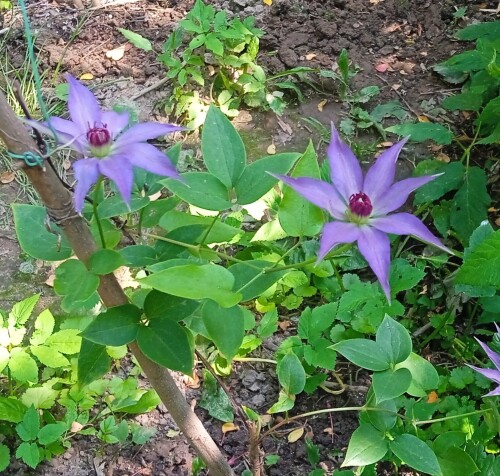 blue-seedling-newc4442a519bda1af1.jpg