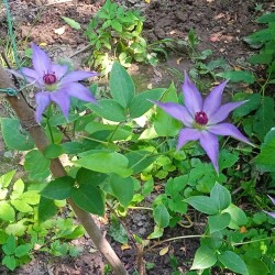 blue-seedling-newc4442a519bda1af1