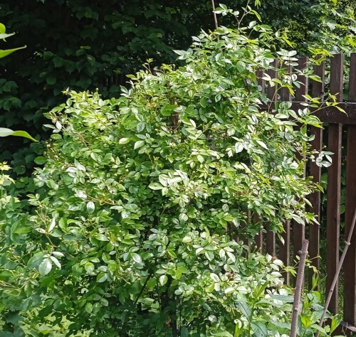 white-DD3beadc33142e9738.jpg