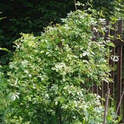 white-DD3beadc33142e9738
