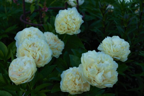 Blond-Vision1c3bd20bb604d4a15.jpg