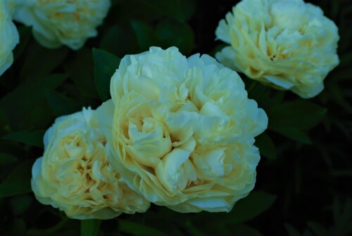 Blond-Vision2aca4e9553b379c14.jpg