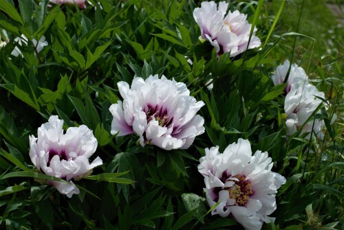 Cora-Louise_1_260f913f4c1c503f53.jpg