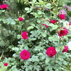 IMG_20963538f0e2d7bb9b70