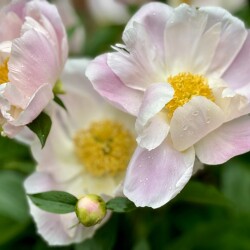 IMG_2134182f1aa16603ae32