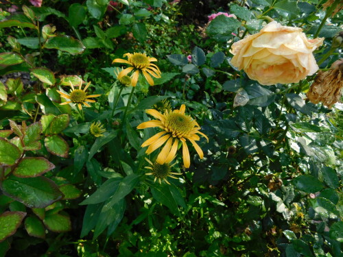 DSCN0627f9a626893e5e2274.jpg