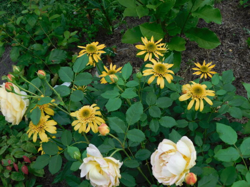DSCN60933089ce7609dea4b2.jpg