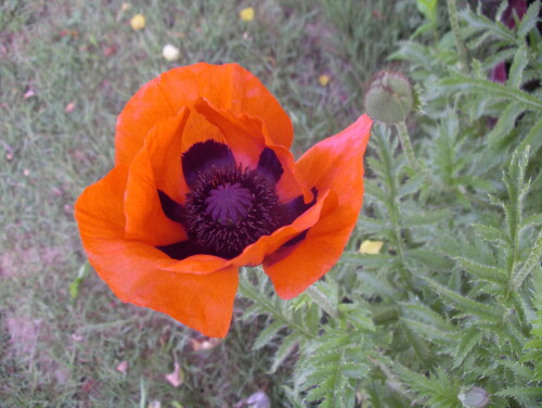 IMGP35859bf4abb5c9173fcb.jpg
