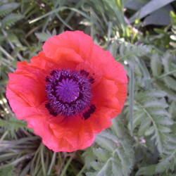 IMGP35869052ed5934cec3f3