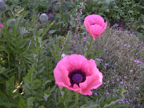 IMGP3595258ed4b365837fe8.jpg