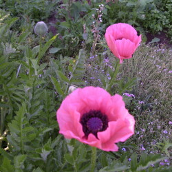 IMGP3595258ed4b365837fe8