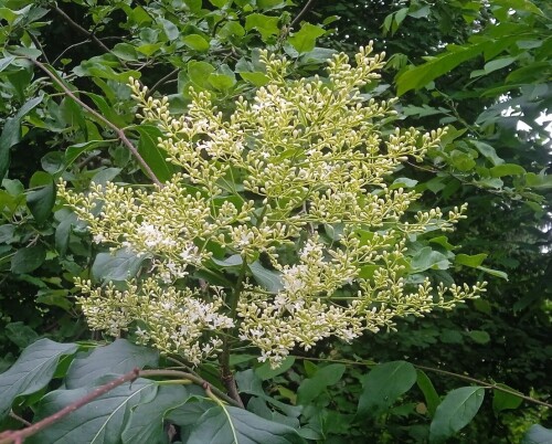 amur-lilac-18-je7790fb4fc20c8f3.jpg