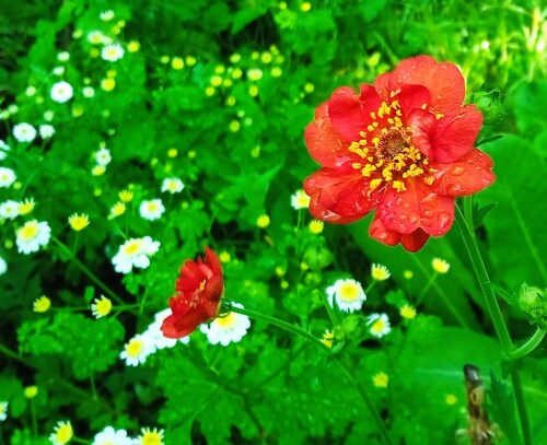 Flames-of-Passion8033ed3fe577ea6c.jpg