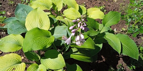 hosta-seedling-19-juna0f78c03d845cc1b.jpg