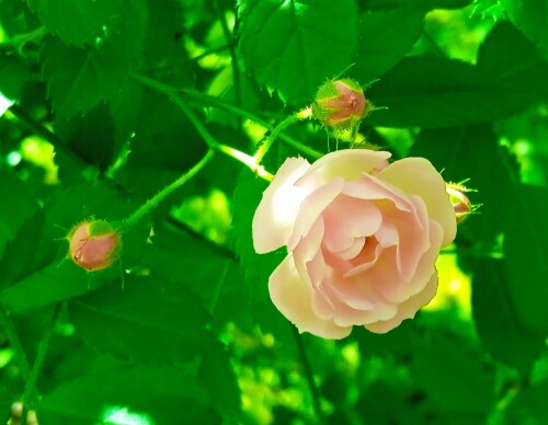 multiflora-pink4c22d0e235d25129.jpg