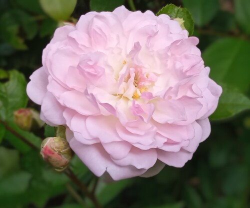 rose-seedling-26-15d6e01301a5ce600.jpg