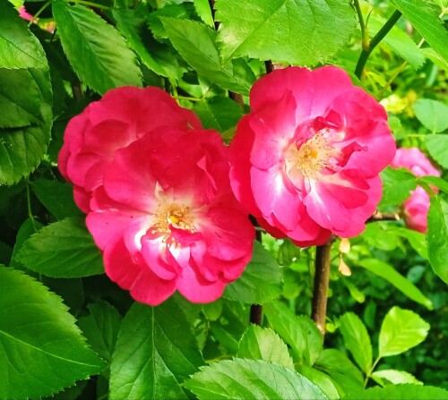 rose-seedling-26-2f6da9db9b0dada56.jpg