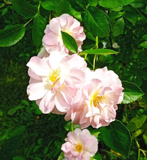 rose-seedling-26-420fc12acb9be4fad.jpg