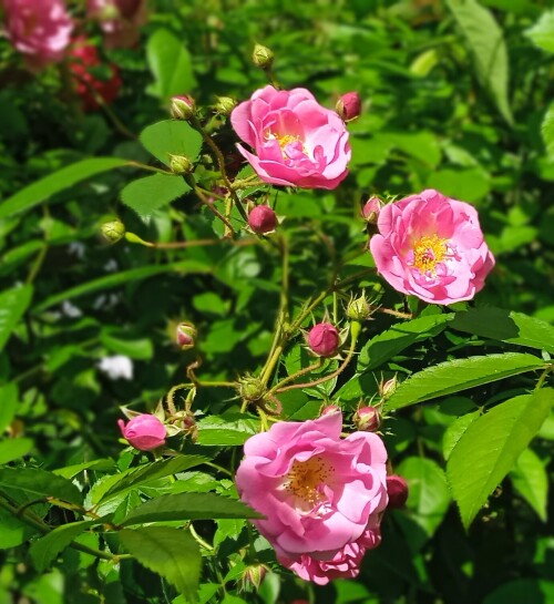 rose-seedling-26-51832c9bc82461873.jpg