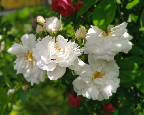 rose-seedling-26-68c68157596e7ccc4.jpg
