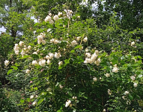 rose-seedling-26-7d956f30802c46f3e.jpg