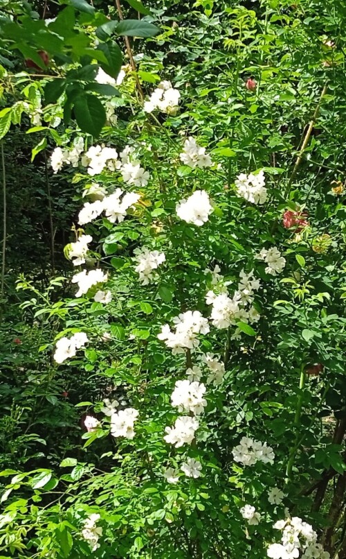 rose-seedling-26-83f533ada6ec23481.jpg