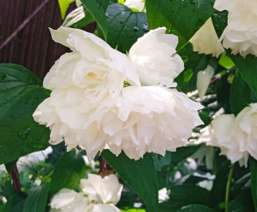 flower-s-20-6095517985843f41b.jpg