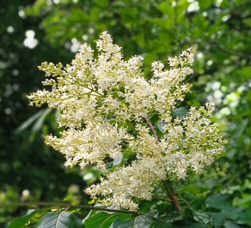 lilac-amur39701f395aec47f6.jpg
