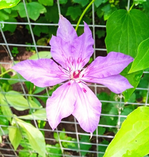 new-seedling-2-20-je4700b785242308e.jpg